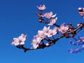 Spring flowers in blue sky background almonds almond tree