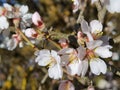 Spring flowers in blue sky background almonds almond  tree Royalty Free Stock Photo