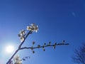 Spring flowers in blue sky background almonds almond  tree Royalty Free Stock Photo