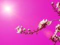 Spring flowers in blue sky background almonds almond  tree Royalty Free Stock Photo