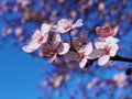 Spring flowers in blue sky background almonds almond  tree Royalty Free Stock Photo