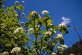 Spring Flowers With Blue Sky Behind