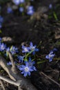 Spring flowers, blue snowdrops. Close-up . Nature North Scandinavia Concept Spring Background April March Place Text