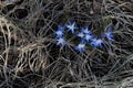 Spring flowers, blue snowdrops. Close-up . Nature North Scandinavia Concept Spring Background April March Place Text