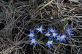 Spring flowers, blue snowdrops. Close-up . Nature North Scandinavia Concept Spring Background April March Place Text