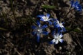 Spring flowers, blue snowdrops. Close-up . Nature North Scandinavia Concept Spring Background April March Place Text