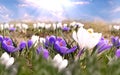 spring  flowers blue and white crocuses sunbeam  sunny  blue sky  weather  in city park background banner template Royalty Free Stock Photo