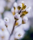 Spring flowers with blurred background. Mackro view Royalty Free Stock Photo