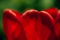 Spring flowers with blurred background. Mackro view. Royalty Free Stock Photo
