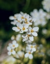 Spring flowers with blurred background. Mackro view. Royalty Free Stock Photo