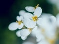 Spring flowers with blurred background. Mackro view. Royalty Free Stock Photo