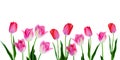 Spring Flowers Border - Banner Pink Tulips In Row On White Background With Copy Space