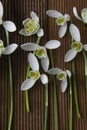 Spring flowers. Bouquet of beautiful snowdrops on wooden background. Beautiful white fresh flowers Royalty Free Stock Photo