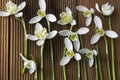 Spring flowers. Bouquet of beautiful snowdrops on wooden background. Beautiful white fresh flowers Royalty Free Stock Photo