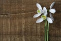 Spring flowers. Bouquet of beautiful snowdrops on wooden background. Beautiful white fresh flowers. copy space Royalty Free Stock Photo