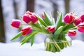 Spring flowers. A bouquet of bright red tulips stands in a glass jar in the snow. Sudden snowfall Royalty Free Stock Photo