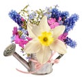 Spring flowers bouquet in garden watering can Royalty Free Stock Photo