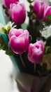 Spring flowers - a bouquet of pink tulips illuminated with soft light