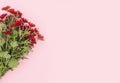 Spring flowers. Bouquet of red flowers on pink background. Flat lay, top view. Minimal floral concept. Flower background. Add your