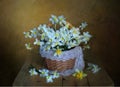 Spring flowers in a bouquet.Still life with daffodils in the basket Royalty Free Stock Photo