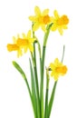 Spring flowers - bouquet of yellow narcissus flowers isolated on white background Royalty Free Stock Photo