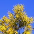 Spring flowers. Branch Acacia dealbata tree with bright yellow flowers against blue sky