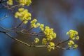 Spring flowers on a branch