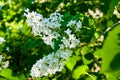 Spring flowers - a branch of white blossoming lilac against the background of green foliage Royalty Free Stock Photo