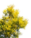 Spring flowers. Branches of Acacia dealbata tree in bloom. Isolated on white Royalty Free Stock Photo