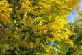 Spring flowers. Branches of Acacia dealbata tree in bloom Royalty Free Stock Photo