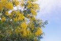 Spring flowers. Branches of Acacia dealbata tree   mimosa  in bloom Royalty Free Stock Photo