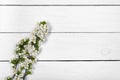 Spring flowers. Branches of a flowering plum on a white table. Royalty Free Stock Photo