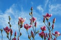 Spring flowers. Branches of flowering tree of magnolia against blue sky Royalty Free Stock Photo