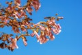 Spring flowers. Branches of Paulownia tomentosa tree with beautiful pink flowers