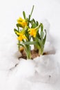 Spring flowers breaking through the snow Royalty Free Stock Photo