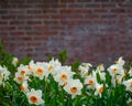 Spring Flowers Brick Wall Background Royalty Free Stock Photo