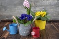 Spring flowers in pots and garden tools on a dark wooden floor.