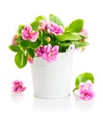 Spring flowers in bucket