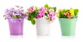 Spring flowers in bucket