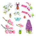 Spring flowers, bugs and blue butterfly collection set isolated on white hand painted watercolor illustration, design element