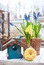 Spring flowers spring bulb grape hyacinth Muscari and yellow hyacinth in handmade wickery basket and blue wooden bird feeder and p Royalty Free Stock Photo