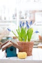 Spring flowers spring bulb grape hyacinth Muscari and yellow hyacinth in handmade wickery basket and blue wooden bird feeder and p Royalty Free Stock Photo