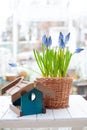 Spring flowers spring bulb grape hyacinth Muscari and yellow hyacinth in handmade wickery basket and blue wooden bird feeder on wh