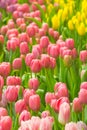 Spring Flowers bunch. Beautiful pink tulips bouquet.