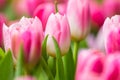 Spring Flowers bunch. Beautiful pink tulips bouquet.