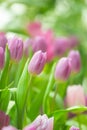 Spring Flowers bunch. Beautiful purple tulips bouquet.