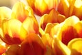 Spring Flowers bunch. Beautiful yellow Tulips bouquet. Elegant Easter or Mother`s Day gift over nature green blurred background.