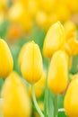 Spring Flowers bunch. Beautiful yellow tulips bouquet.