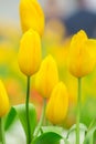 Spring Flowers bunch. Beautiful yellow tulips bouquet.