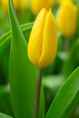 Spring Flowers bunch. Beautiful yellow tulips bouquet.